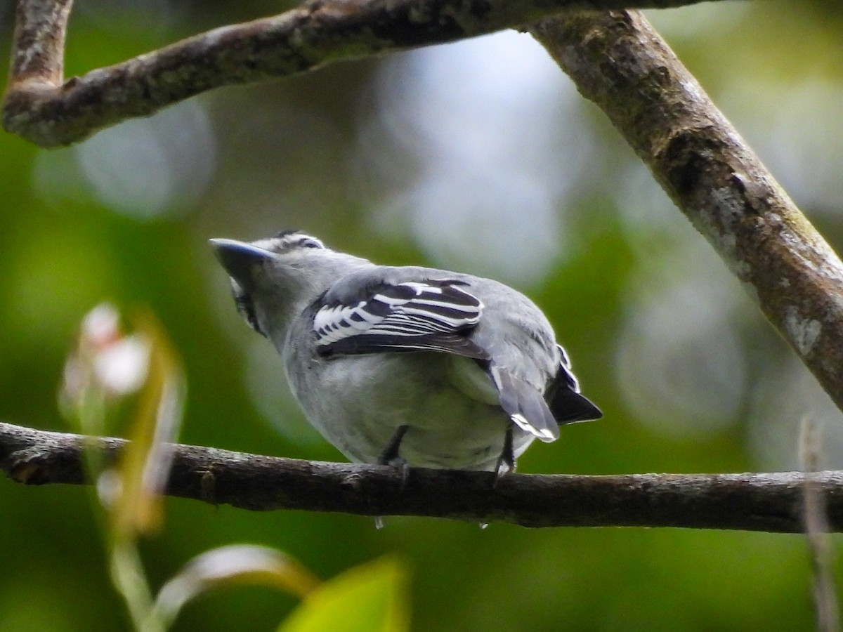 Black-and-white Becard - ML643043409