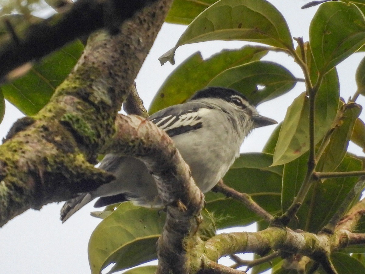 Black-and-white Becard - ML643043410