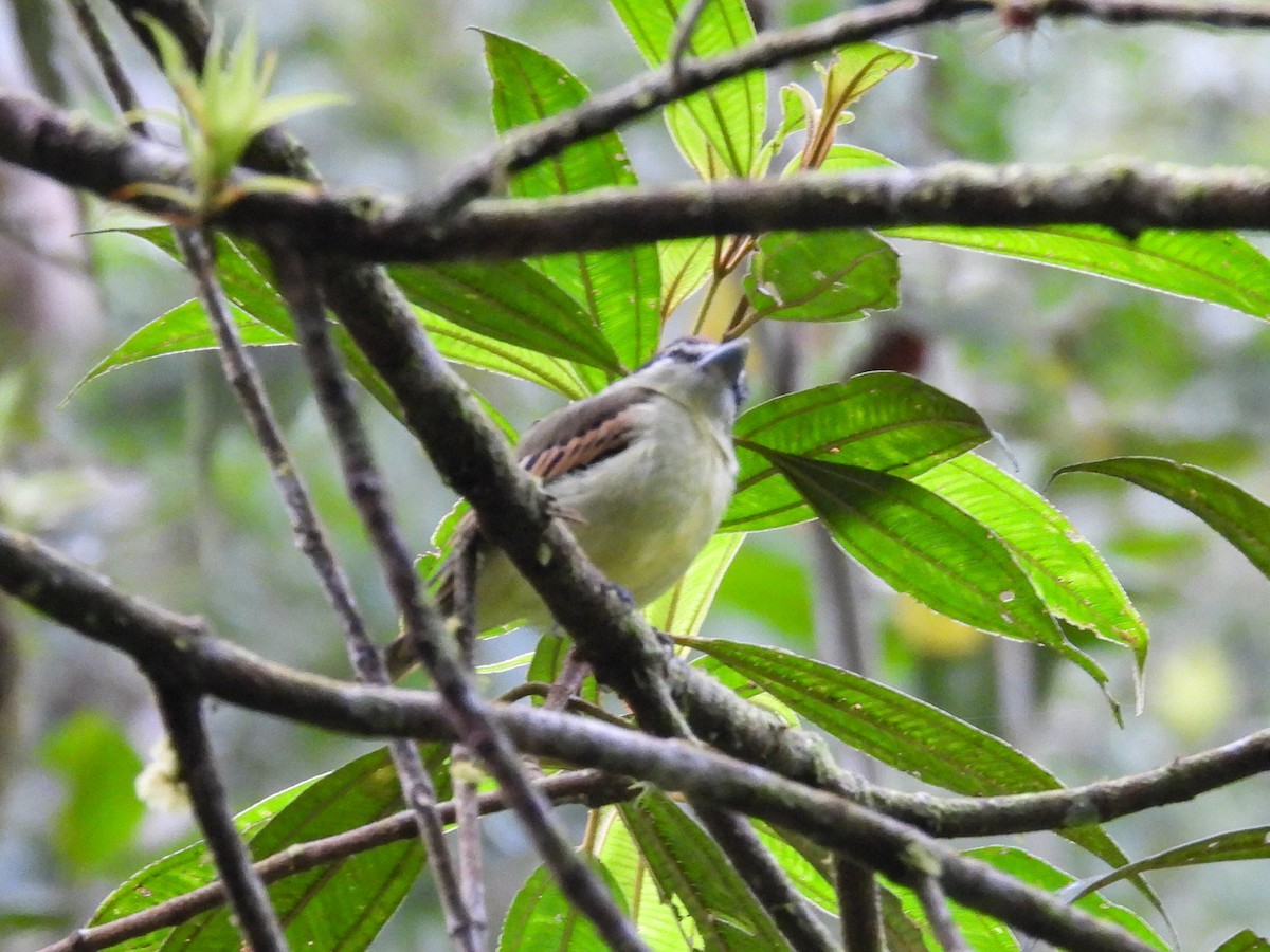 Black-and-white Becard - ML643043412