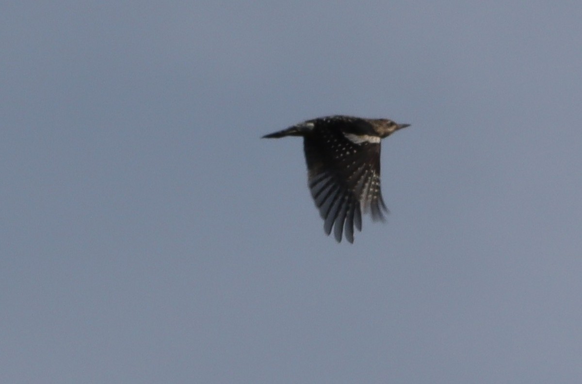 Red-headed Woodpecker - ML643043430