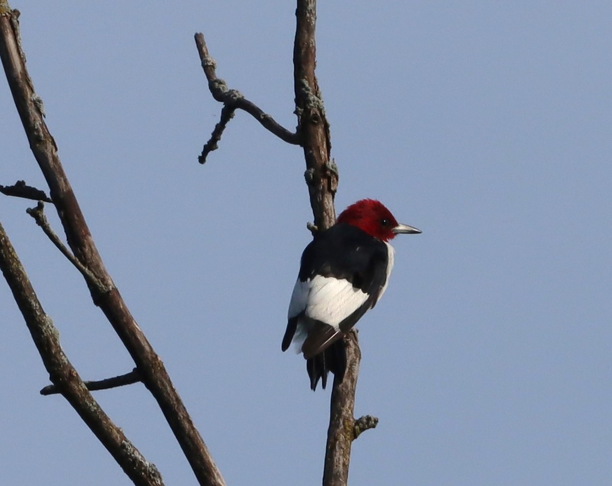 Red-headed Woodpecker - ML643043451