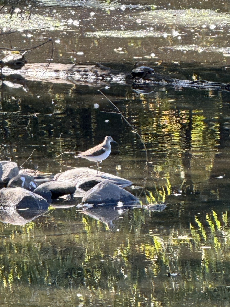 eremittsnipe - ML643043452