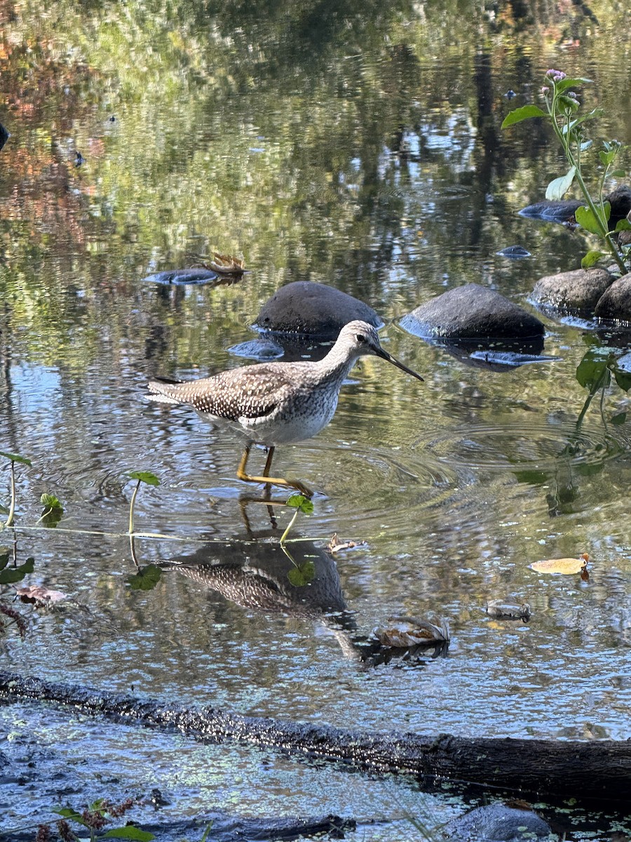 plystresnipe - ML643043460