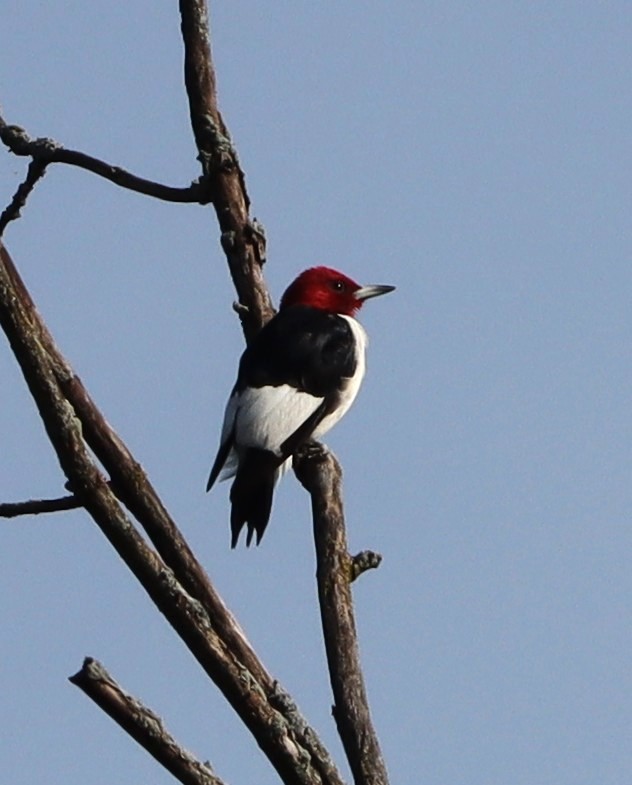 Red-headed Woodpecker - ML643043465