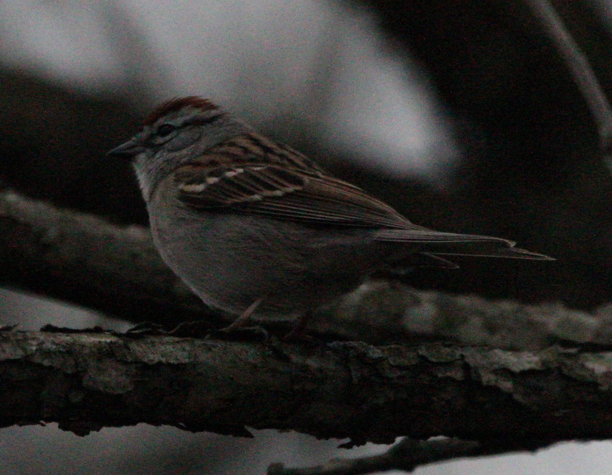 Chipping Sparrow - ML643043466