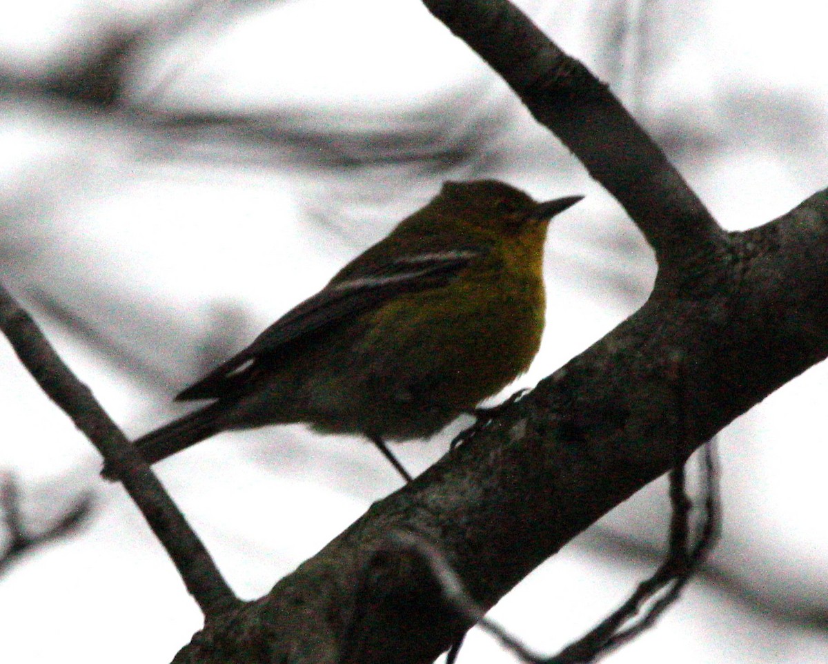 Pine Warbler - ML643043475