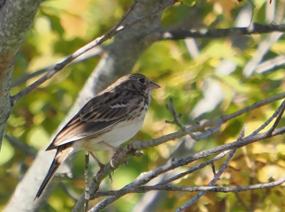 Vesper Sparrow - ML643043478