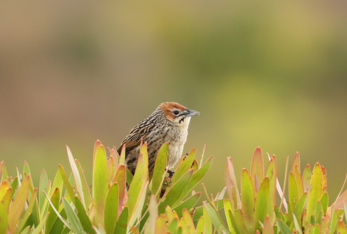 Cape Grassbird - ML643043481
