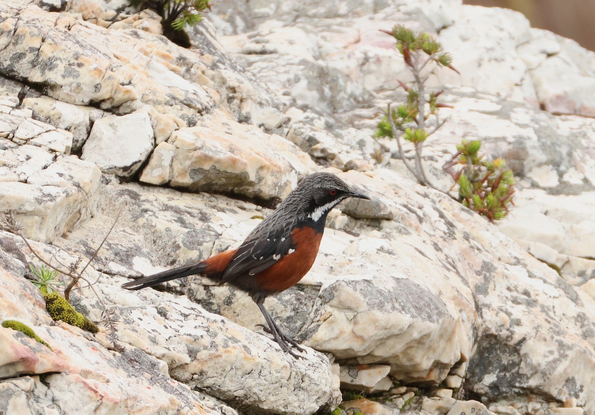 Cape Rockjumper - ML643043496