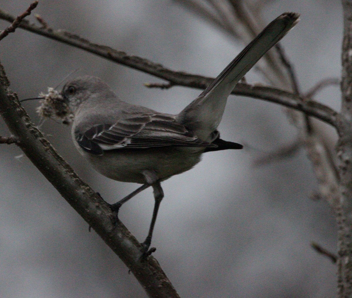 Northern Mockingbird - ML643043497