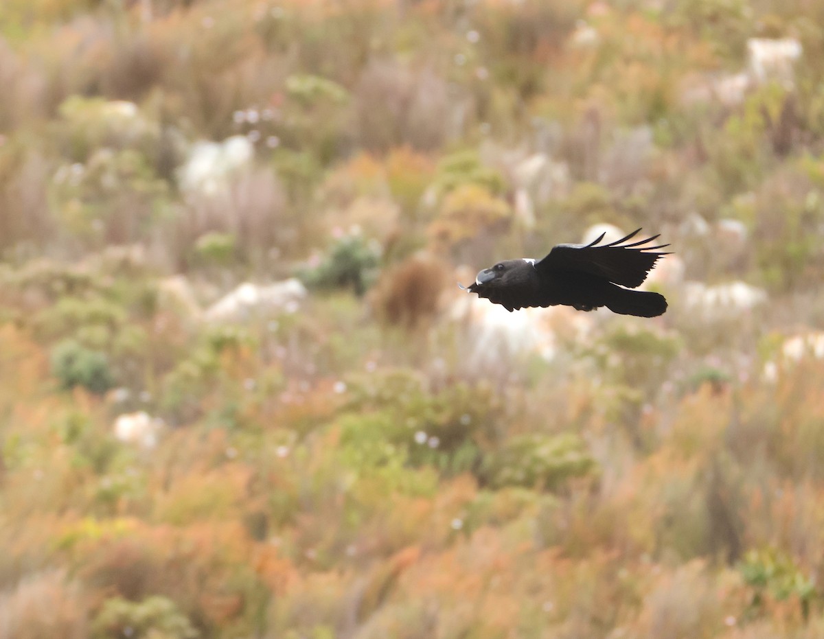 White-necked Raven - ML643043498