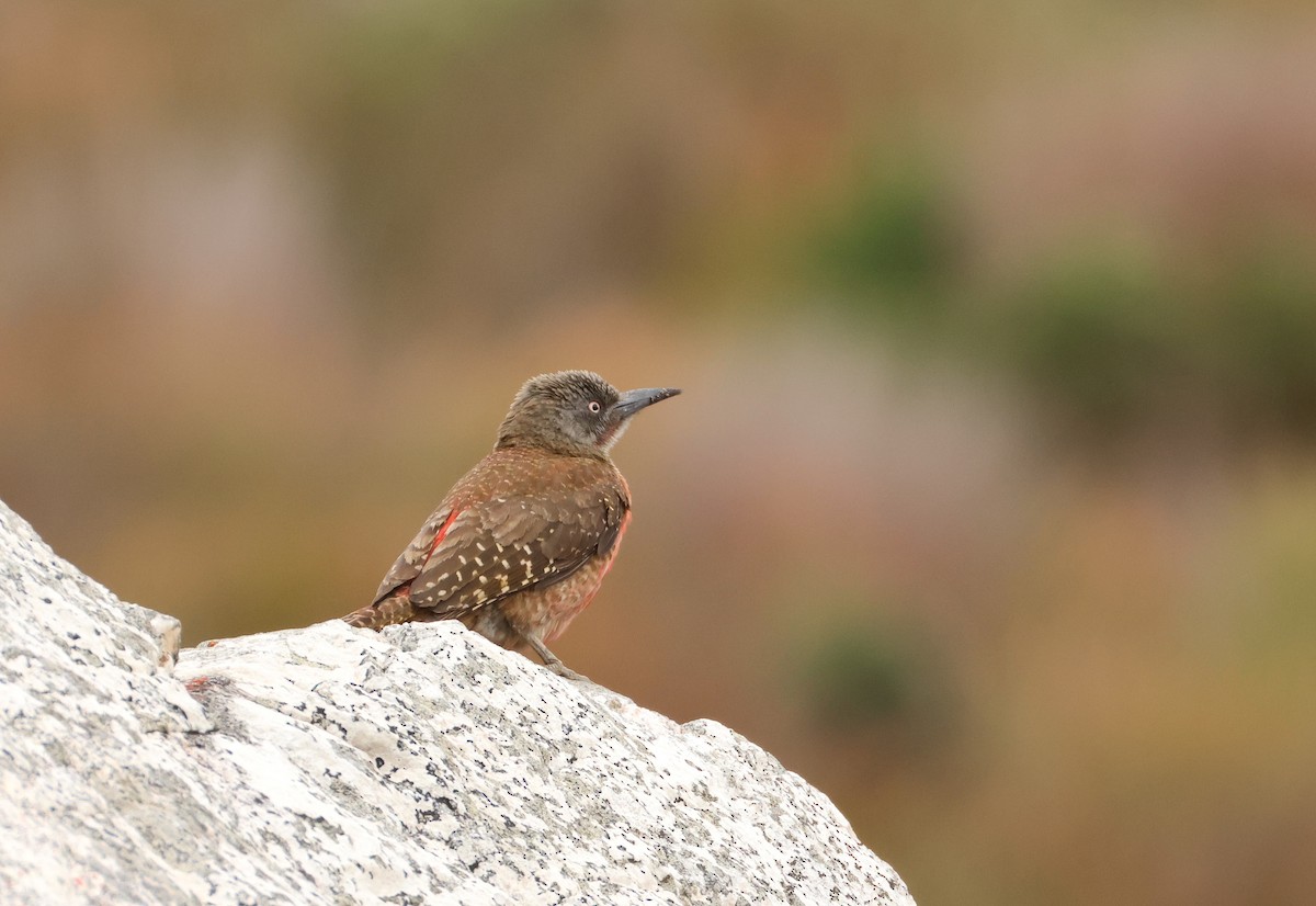 Ground Woodpecker - ML643043503