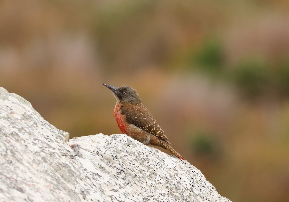 Ground Woodpecker - ML643043504