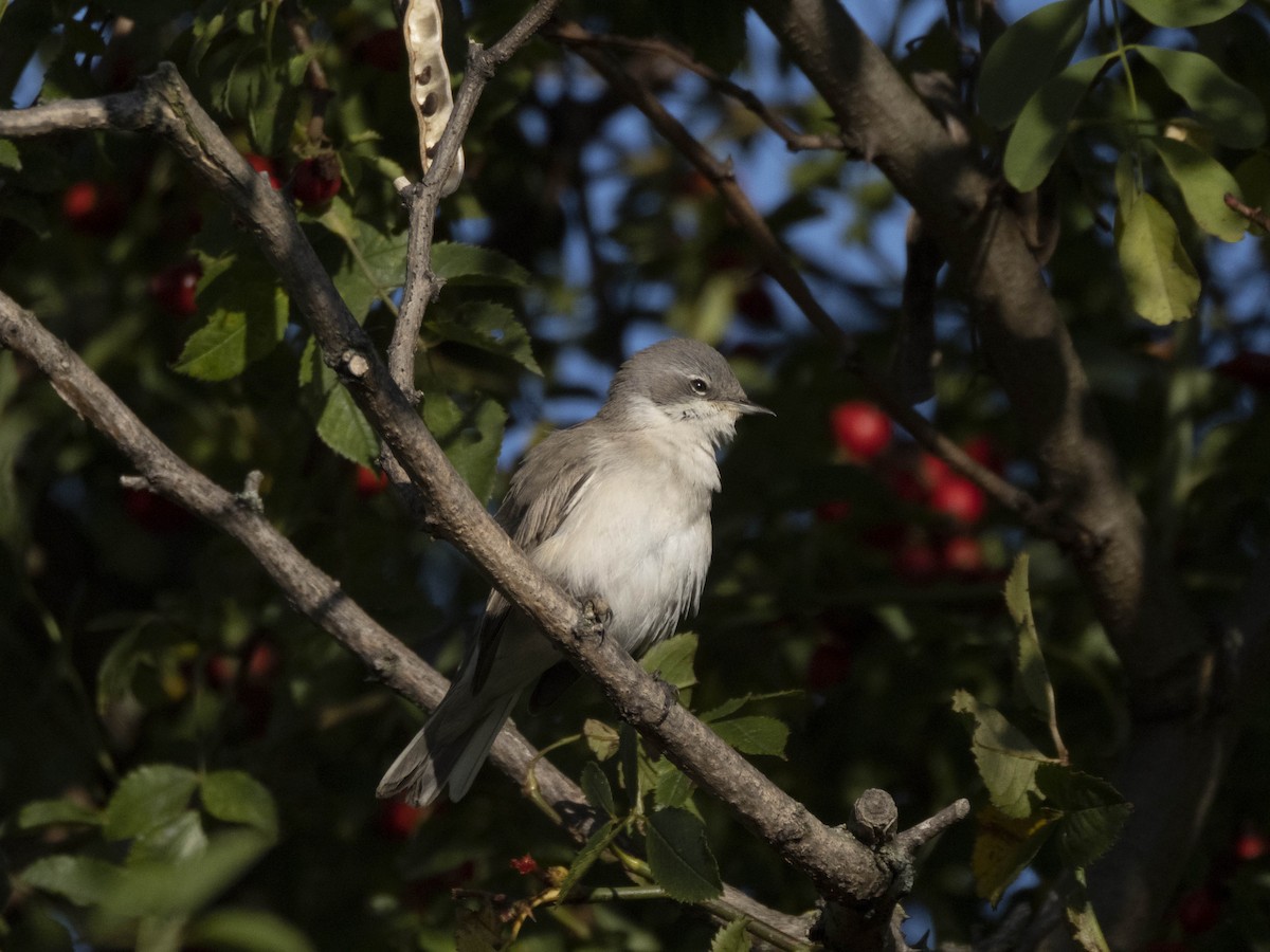 Lesser Whitethroat - ML643043517