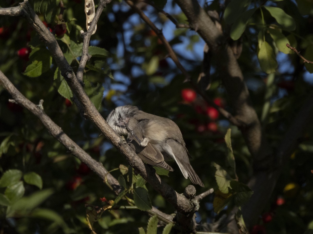 Lesser Whitethroat - ML643043518