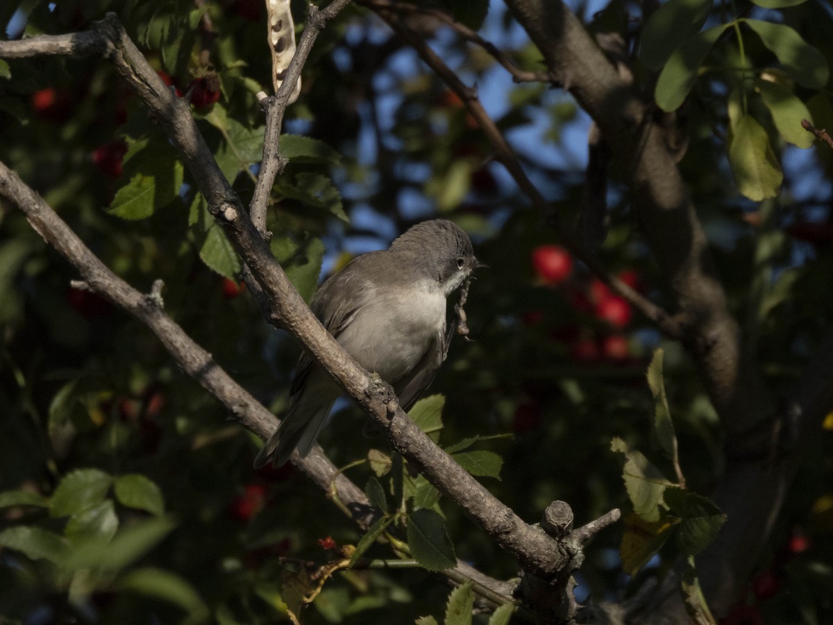 Lesser Whitethroat - ML643043519