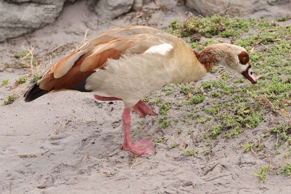 Egyptian Goose - ML643043526