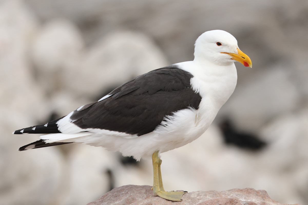 Kelp Gull - ML643043530