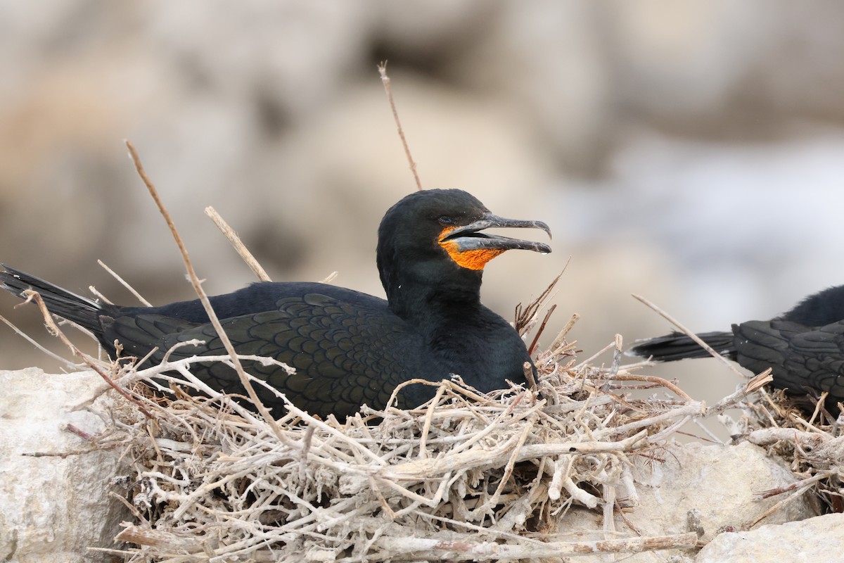 Cape Cormorant - ML643043532