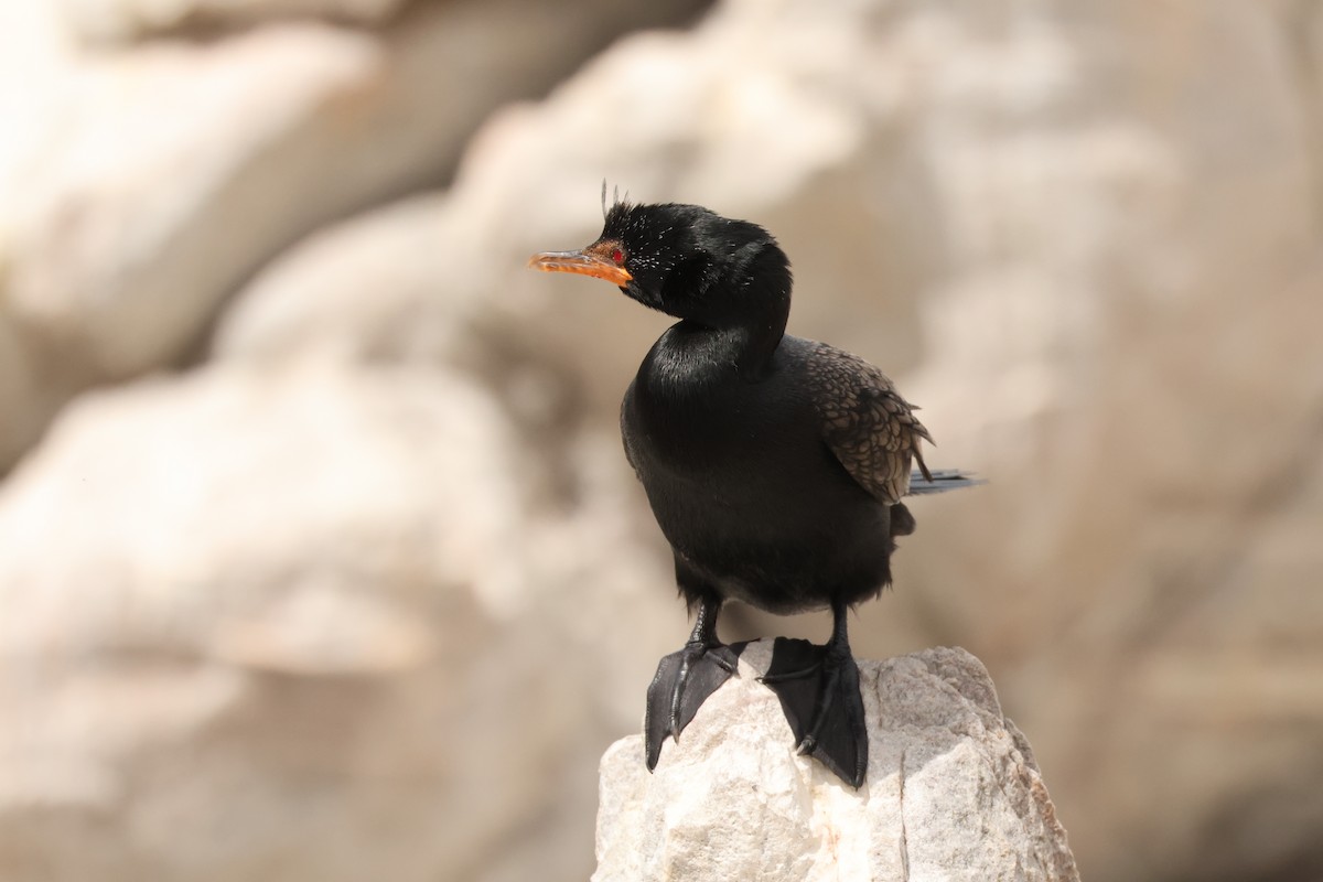 Crowned Cormorant - ML643043536