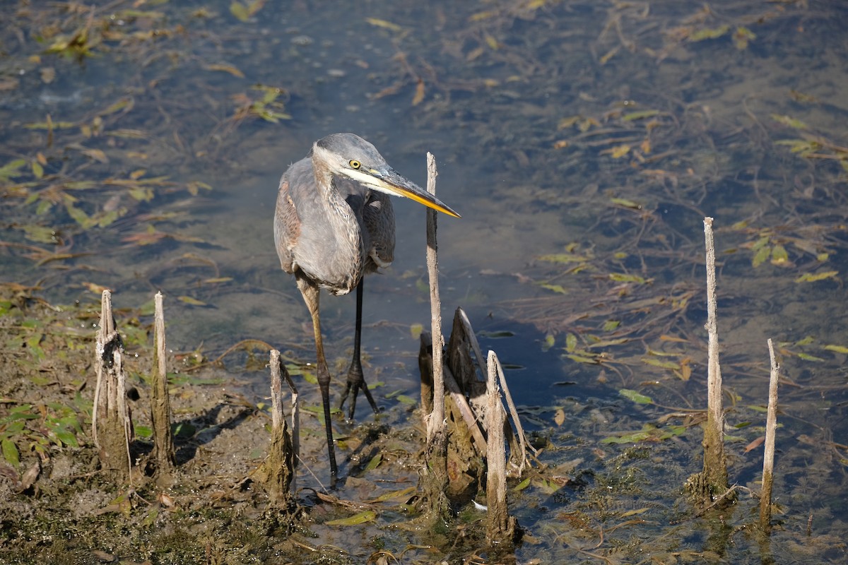 Great Blue Heron - ML643043537