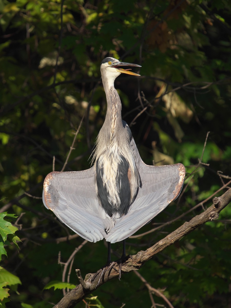 Great Blue Heron - ML643043540