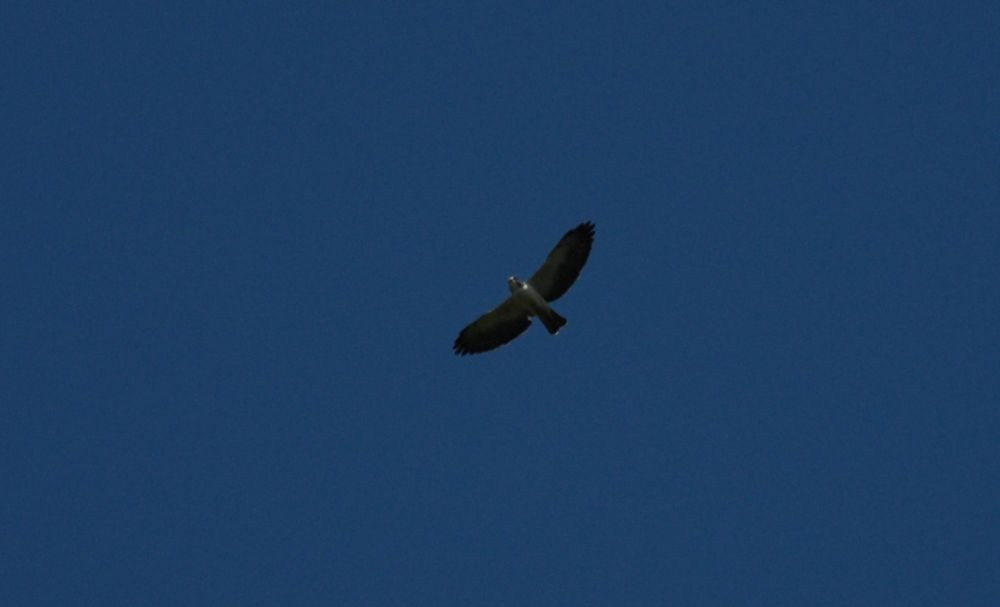Short-tailed Hawk - ML643043541