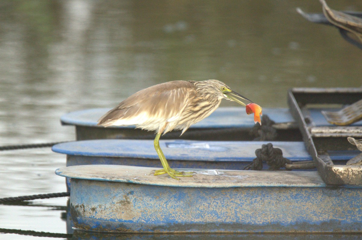 Squacco Heron - ML643043543