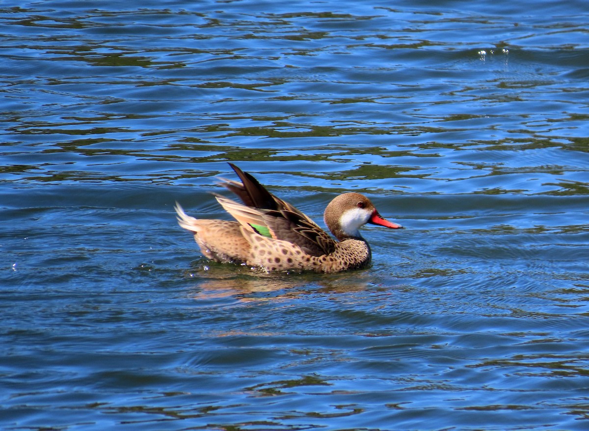 White-cheeked Pintail - ML643043544