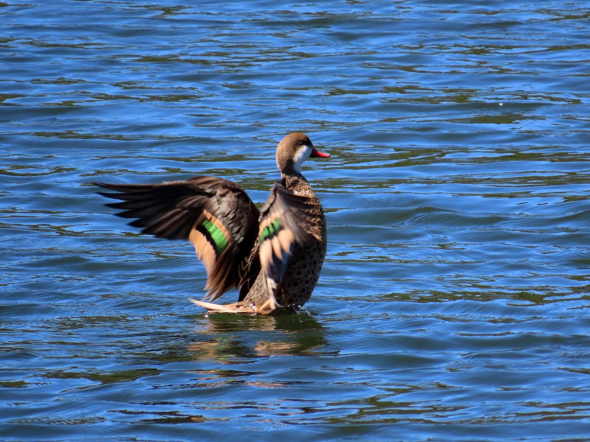 White-cheeked Pintail - ML643043545