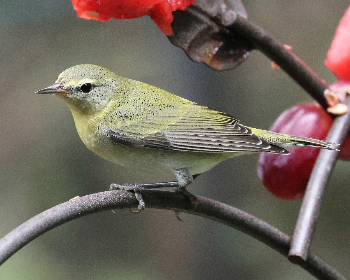 Tennessee Warbler - ML643043546
