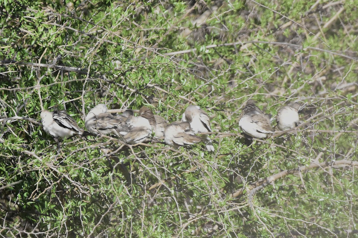 Picui Ground Dove - ML643043550