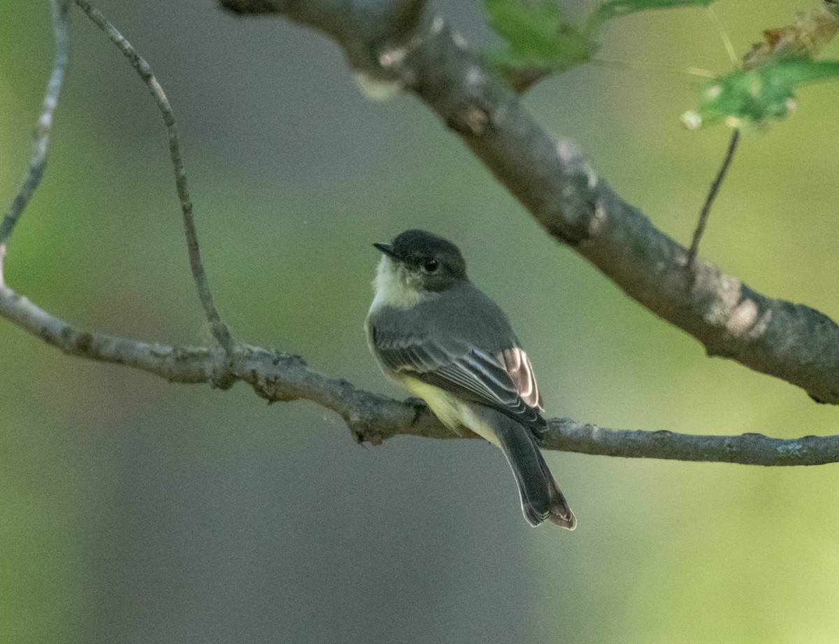 Eastern Phoebe - ML643043552