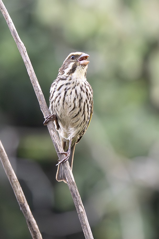 Streaky Seedeater - ML643043554