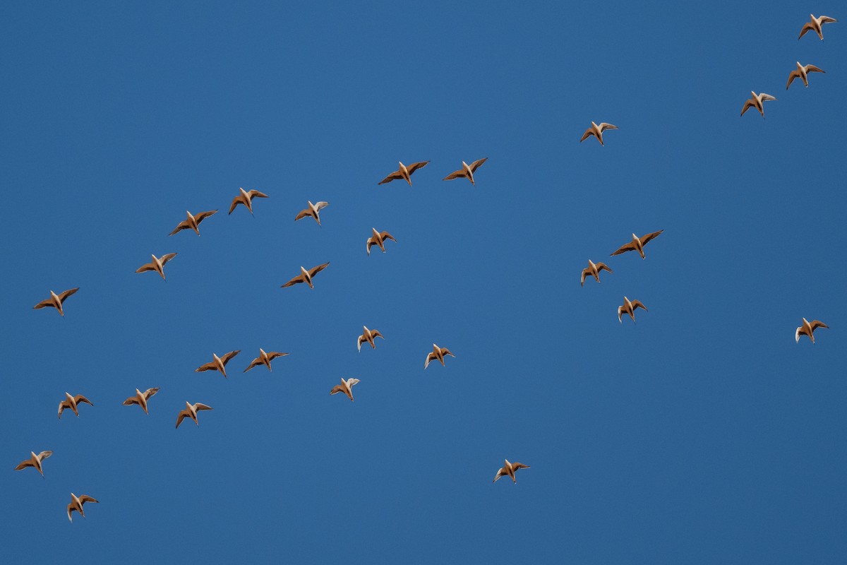 Spotted Sandgrouse - ML643043555