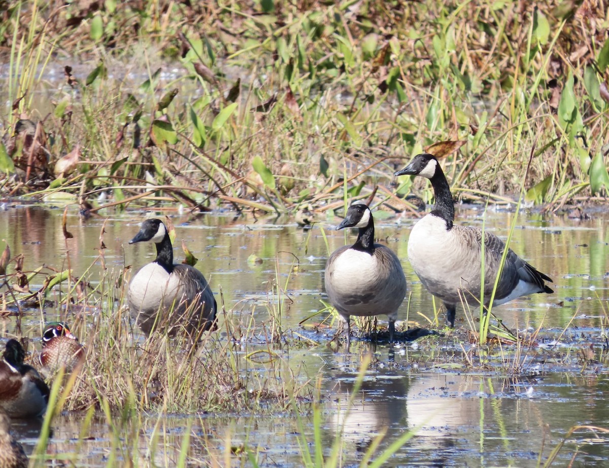 Canada Goose - ML643043556