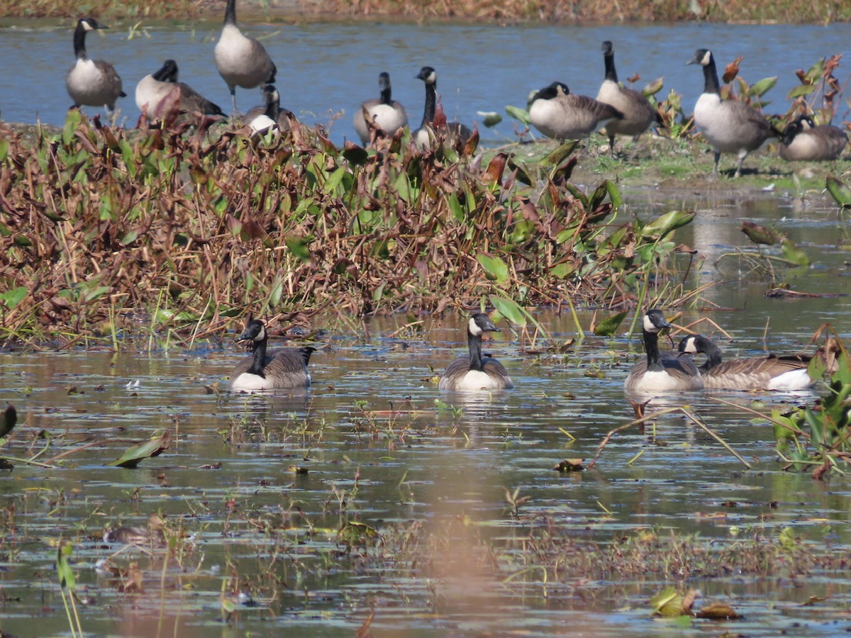 Canada Goose - ML643043557