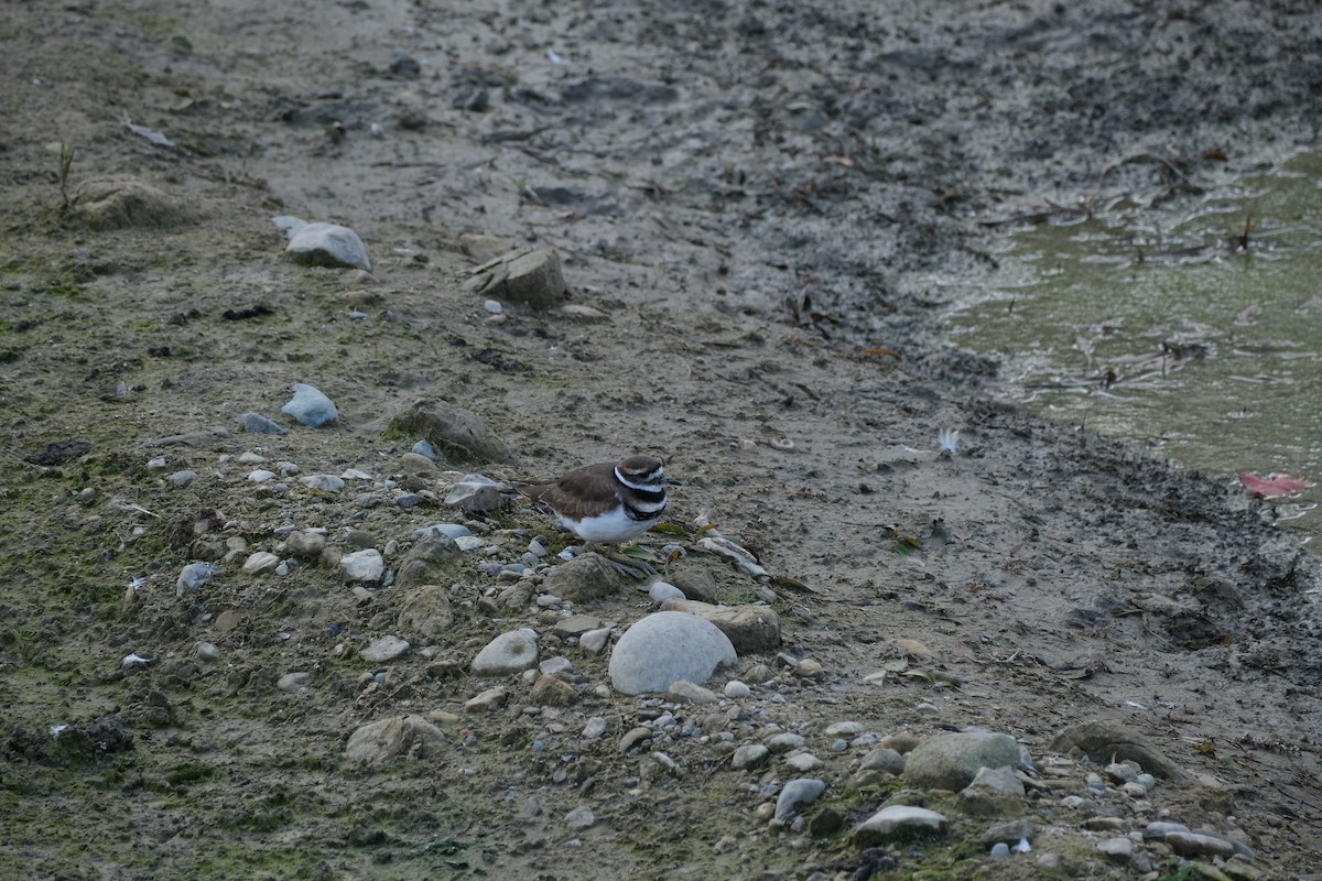 Killdeer - ML643043562