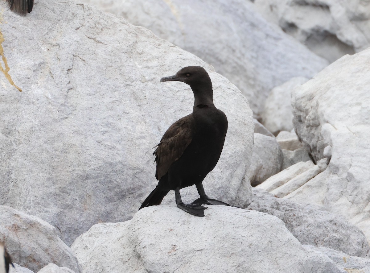 Bank Cormorant - ML643043581