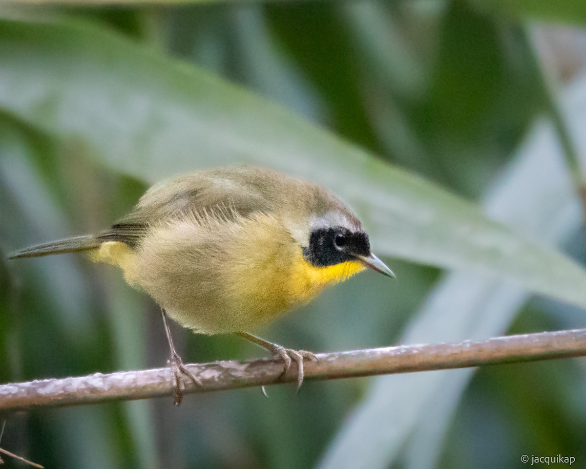 Common Yellowthroat - ML643043583