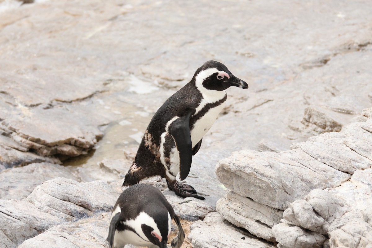 African Penguin - ML643043587