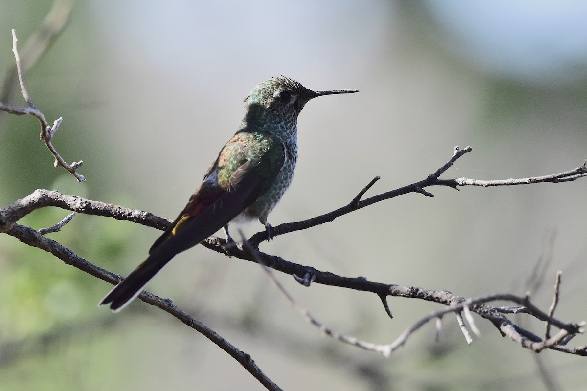 kometkolibri - ML643043598