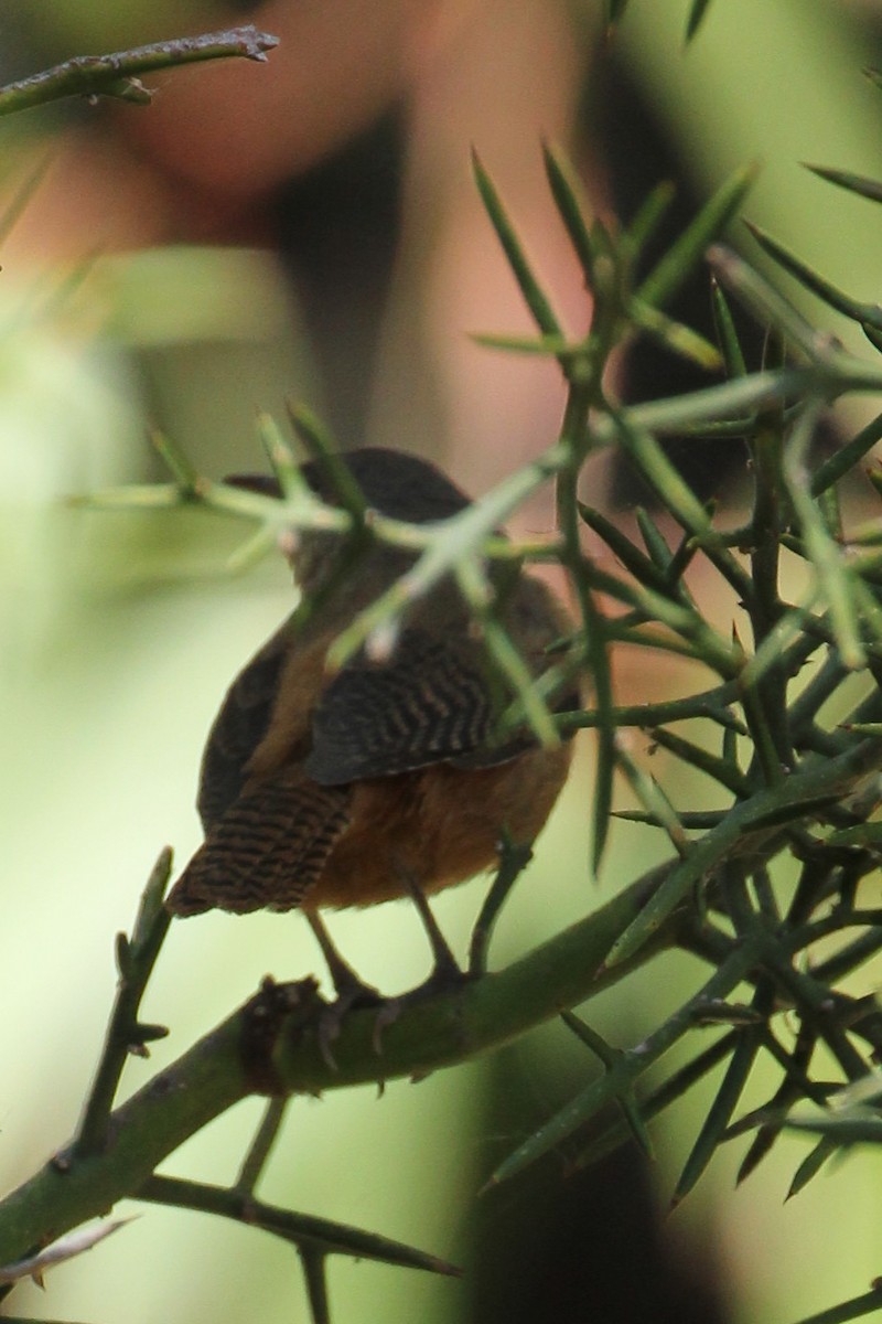 Troglodyte austral - ML643043612