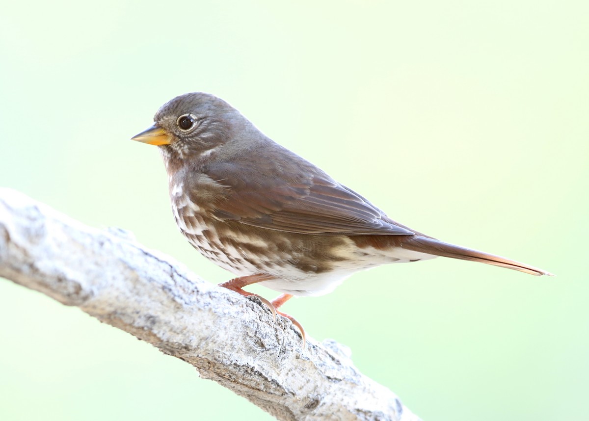 Fox Sparrow (Sooty) - ML643043625