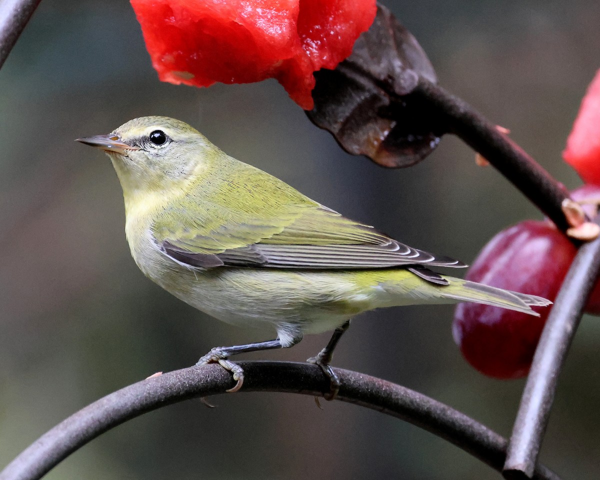 møllparula - ML643043673