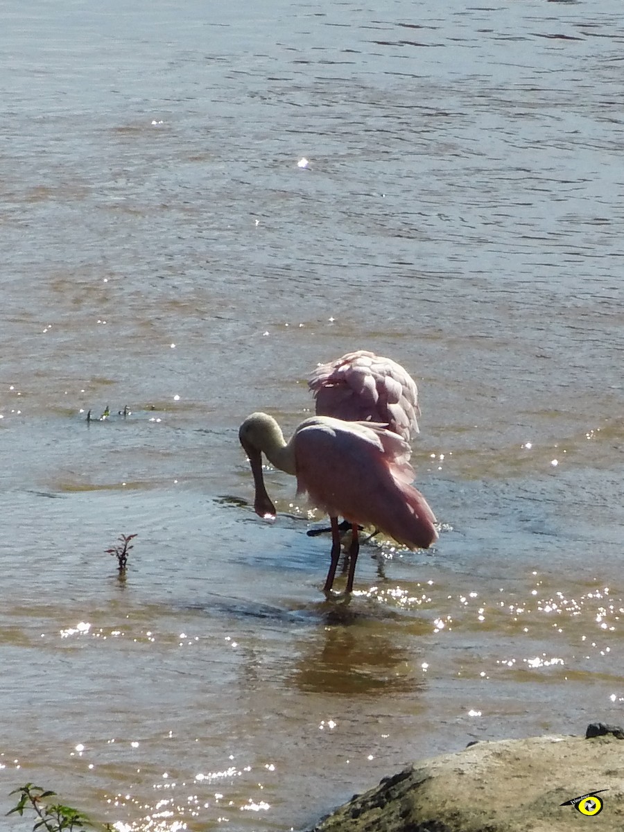 rosenskjestork - ML643043675