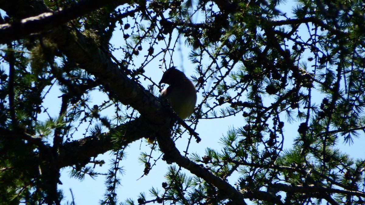 Cedar Waxwing - ML64304371