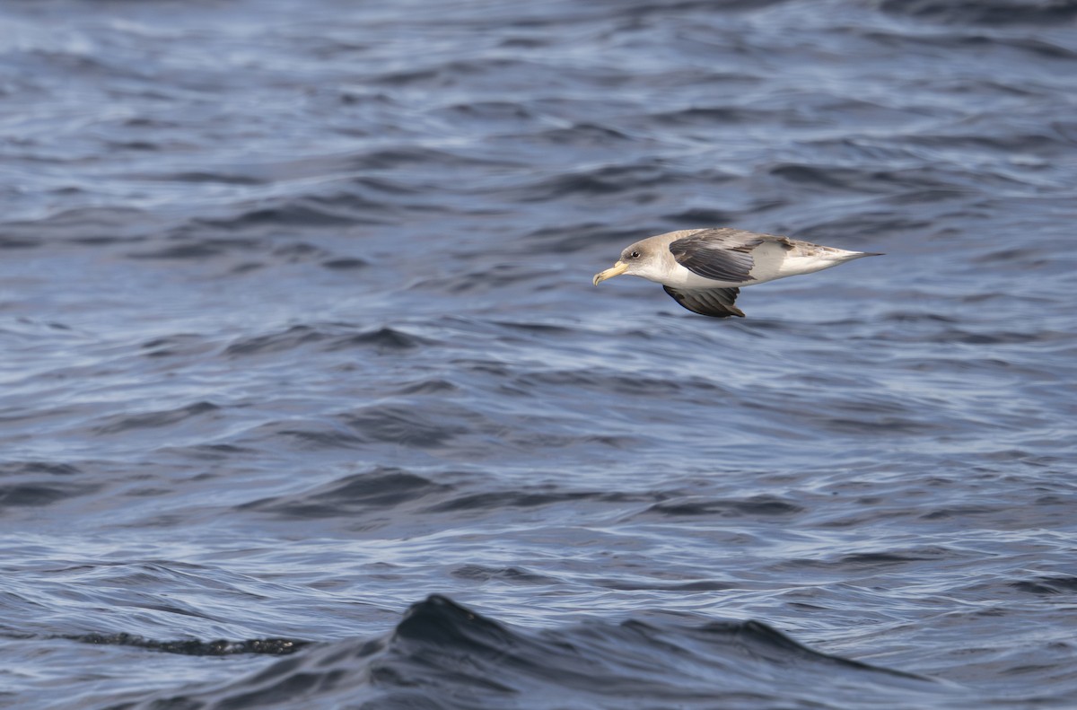 Puffin cendré - ML643043727