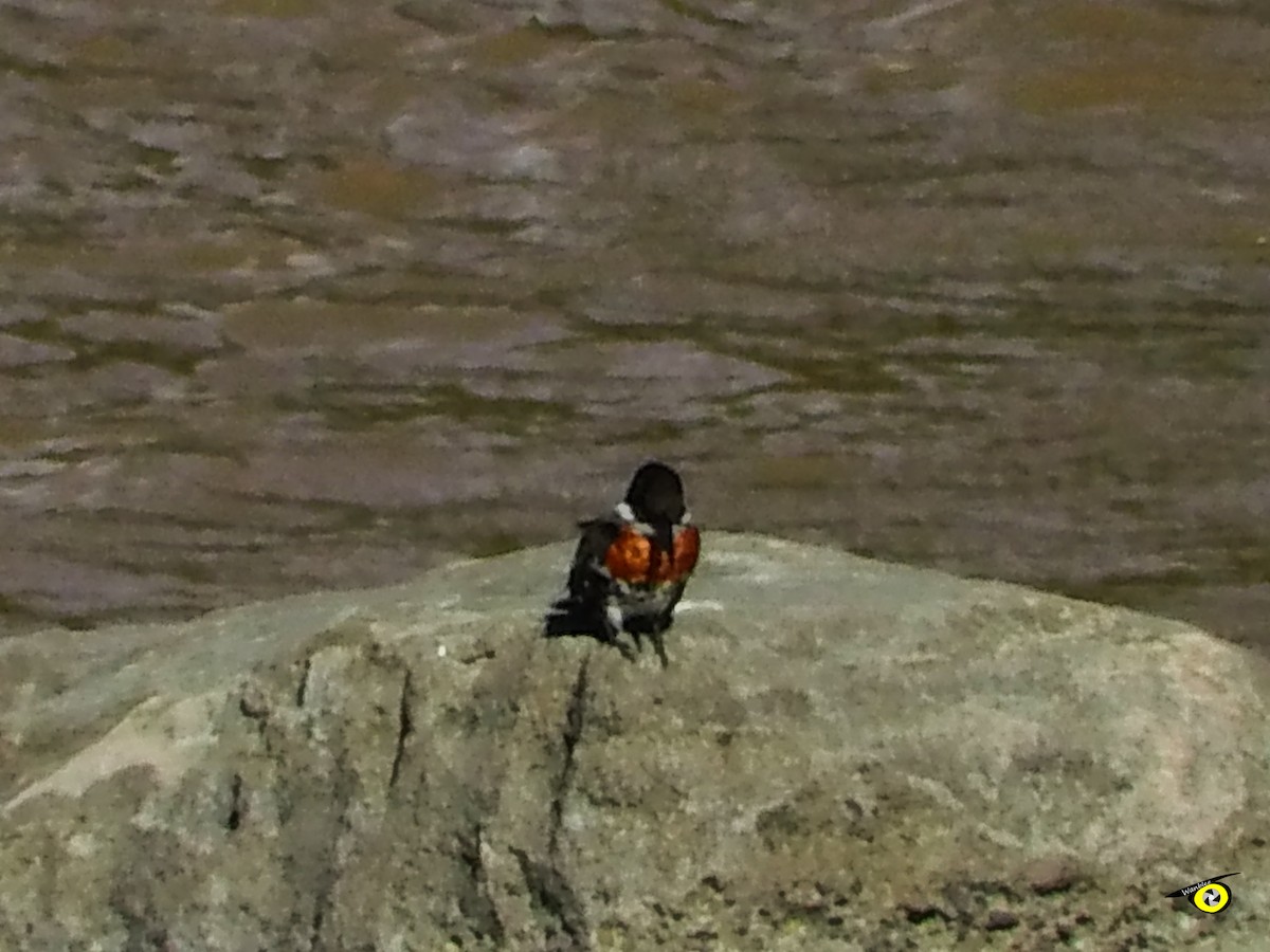 Martin-pêcheur vert - ML643043737