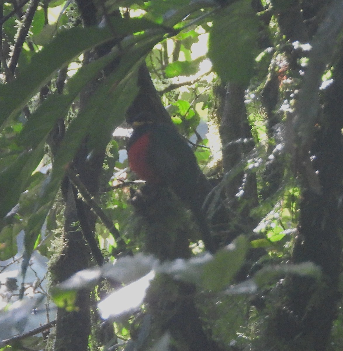 Bar-tailed Trogon - ML643043748